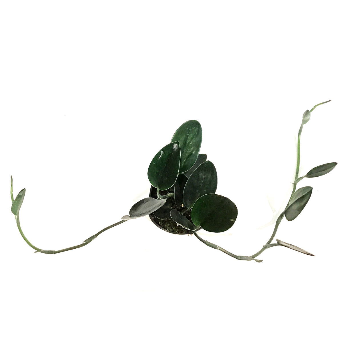 Scindapsus, 4in, Treubii Dark Form