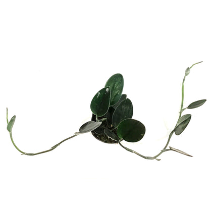 Scindapsus, 4in, Treubii Dark Form