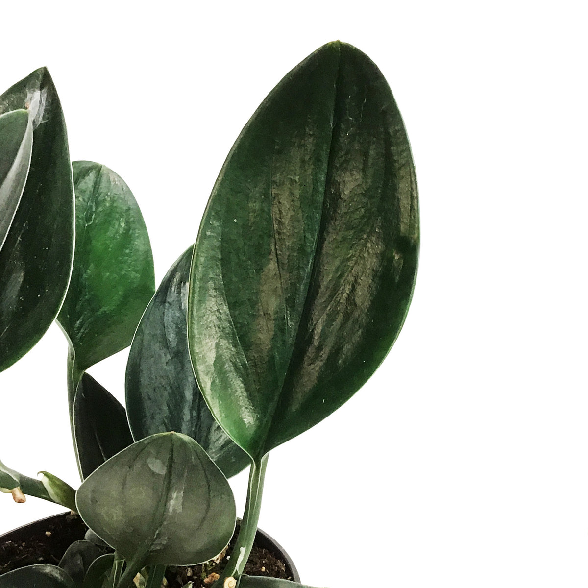 Scindapsus, 4in, Treubii Dark Form