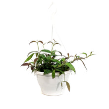 Load image into Gallery viewer, Lipstick Plant, 7.5in HB, Black Pagoda
