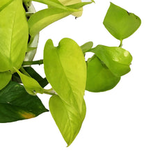 Load image into Gallery viewer, Pothos, 7.5in, Neon
