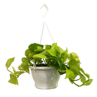 Pothos, 7.5in, Neon