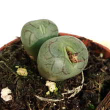 Load image into Gallery viewer, Succulent, 2in, Conophytum
