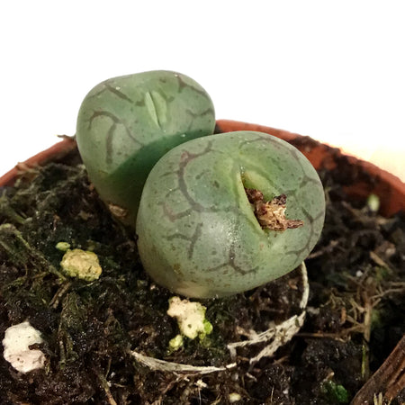 Succulent, 2in, Conophytum