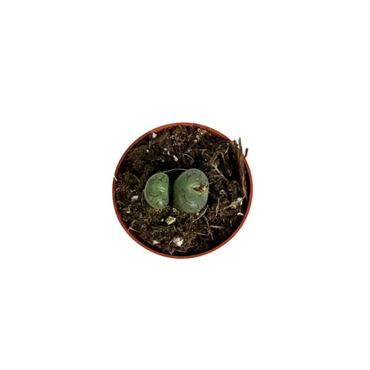 Succulent, 2in, Conophytum