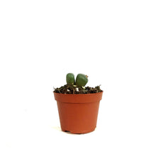 Load image into Gallery viewer, Succulent, 2in, Conophytum
