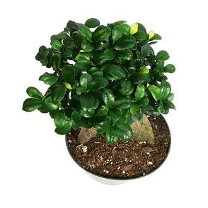 Bonsai, 8in, Ficus Ginseng Variegated