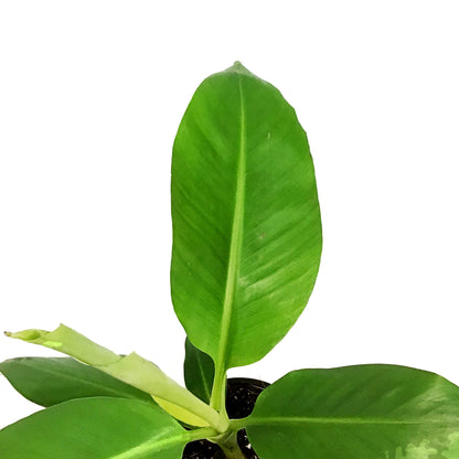 Banana, 6in, Grand Nain
