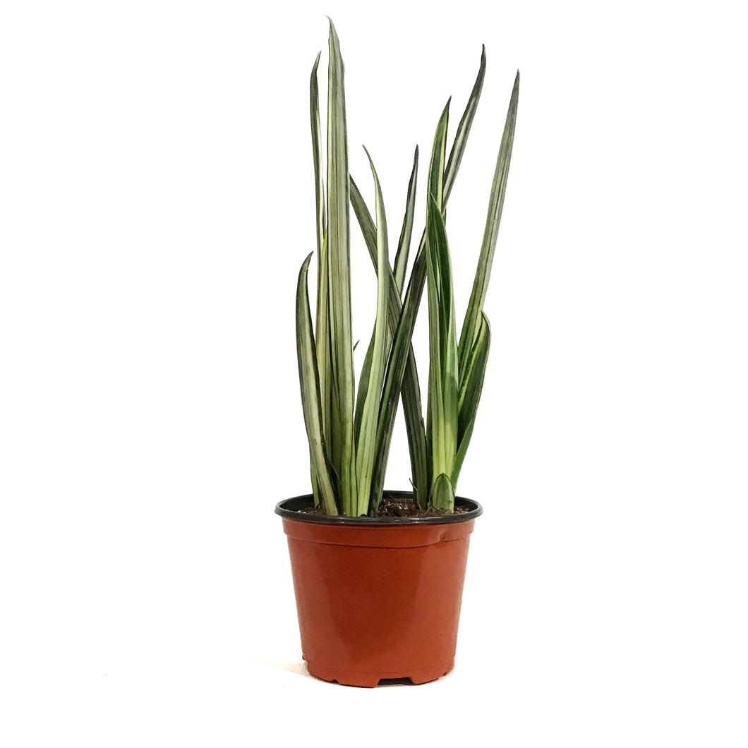 Sansevieria, 6in, Bantel's Sensation