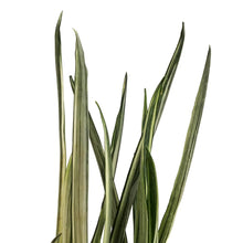 Load image into Gallery viewer, Sansevieria, 6in, Bantel&#39;s Sensation
