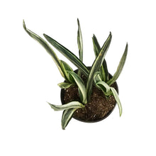Load image into Gallery viewer, Sansevieria, 6in, Bantel&#39;s Sensation
