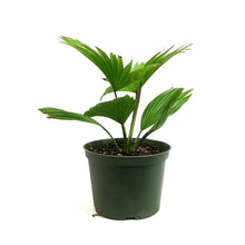 Load image into Gallery viewer, Palm, 6in, Footstool
