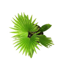 Load image into Gallery viewer, Palm, 6in, Footstool
