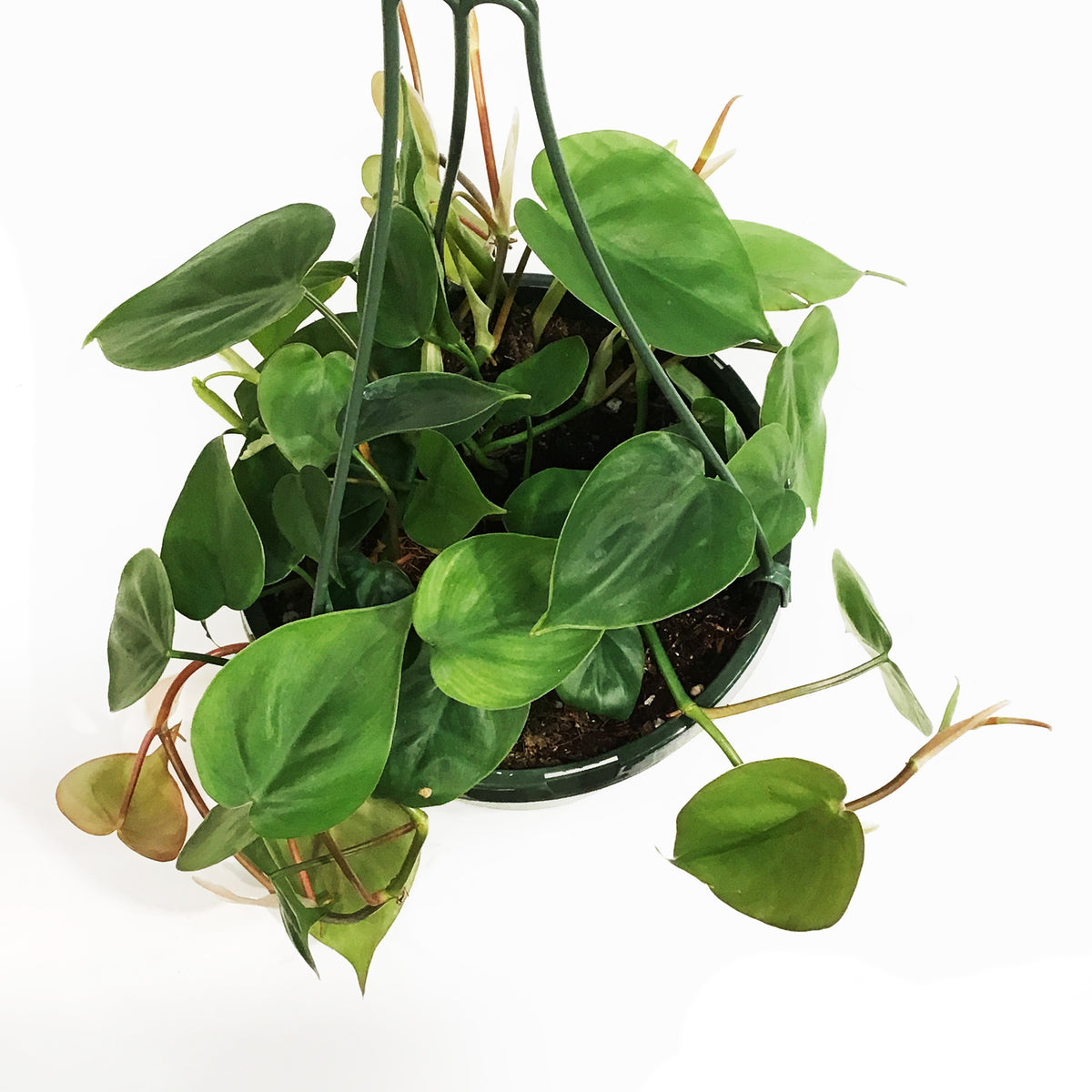 Philodendron, 8in HB, Heart Leaf
