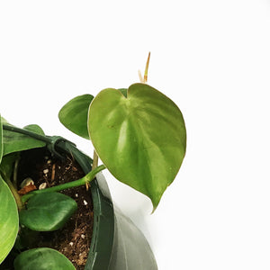 Philodendron, 8in HB, Heart Leaf