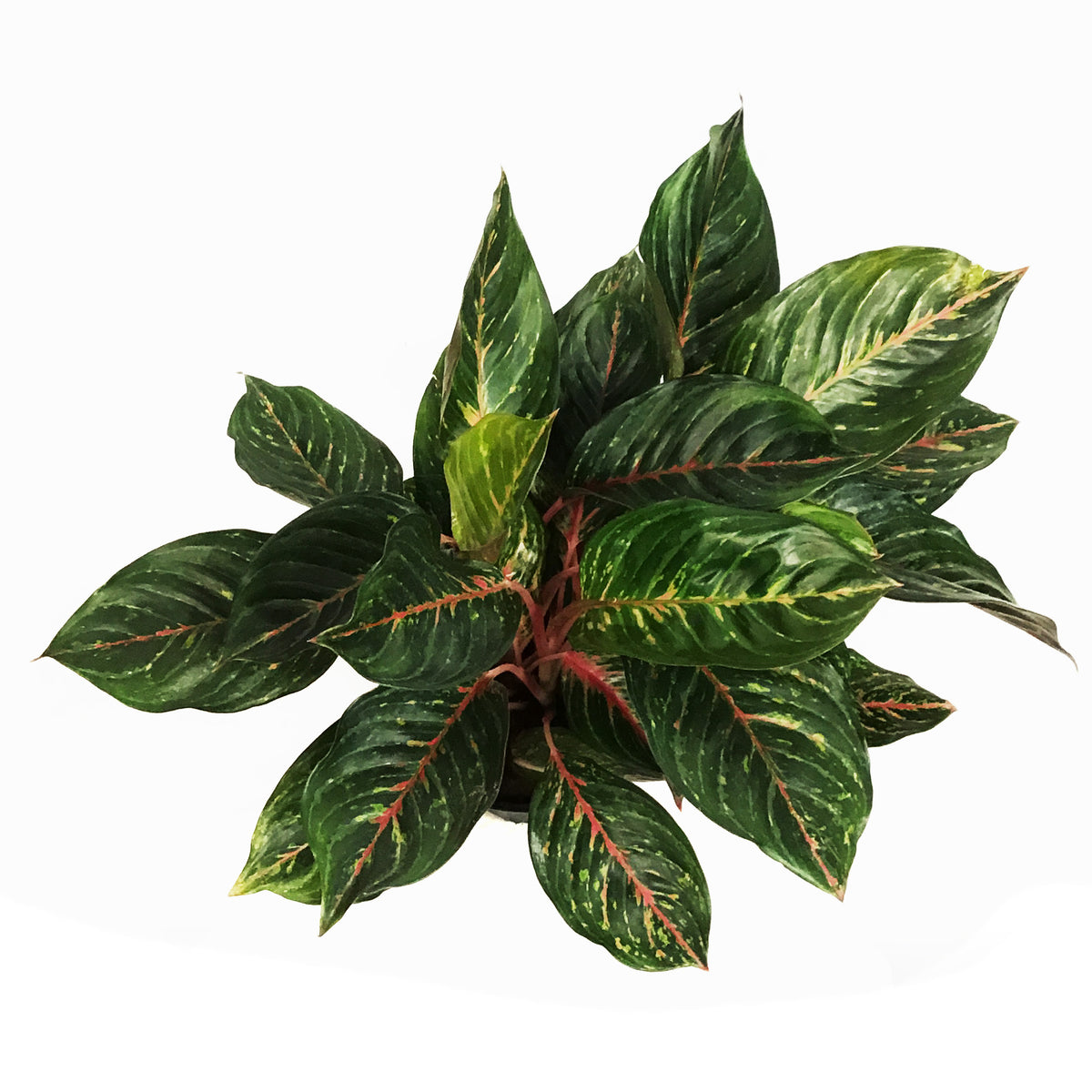 Aglaonema, 8in, Ruby