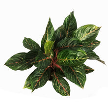 Load image into Gallery viewer, Aglaonema, 8in, Ruby
