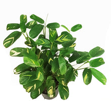Load image into Gallery viewer, Ctenanthe, 10in, Lubbersiana Tropical Dragon
