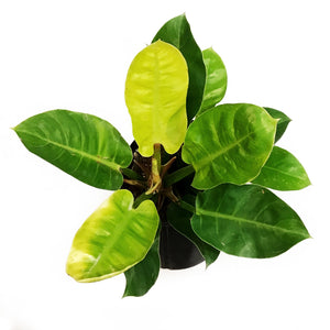 Philodendron, 10in, Moonlight
