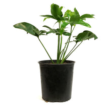 Load image into Gallery viewer, Philodendron, 10in, Goeldii
