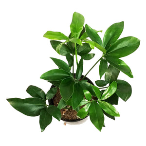 Philodendron, 10in, Goeldii