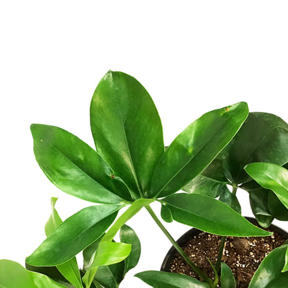 Philodendron, 10in, Goeldii