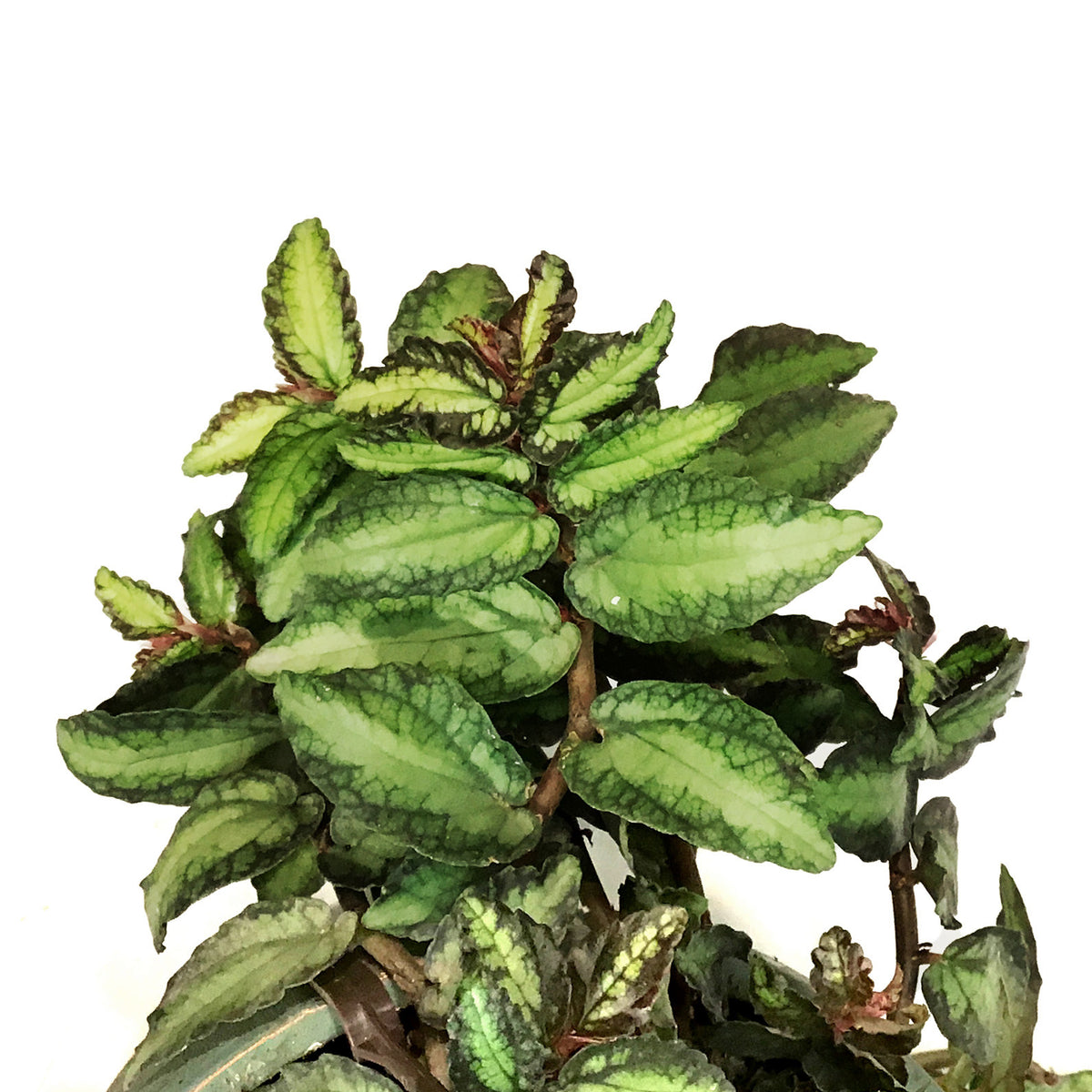 Pellionia, 6.5in Hanging Basket, Trailing Watermel