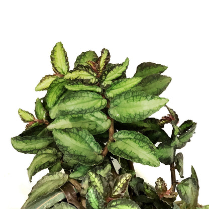 Pellionia, 6.5in Hanging Basket, Trailing Watermel