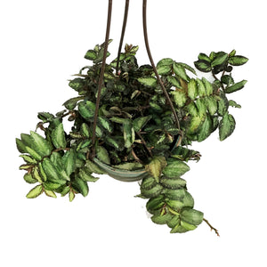 Pellionia, 6.5in Hanging Basket, Trailing Watermel