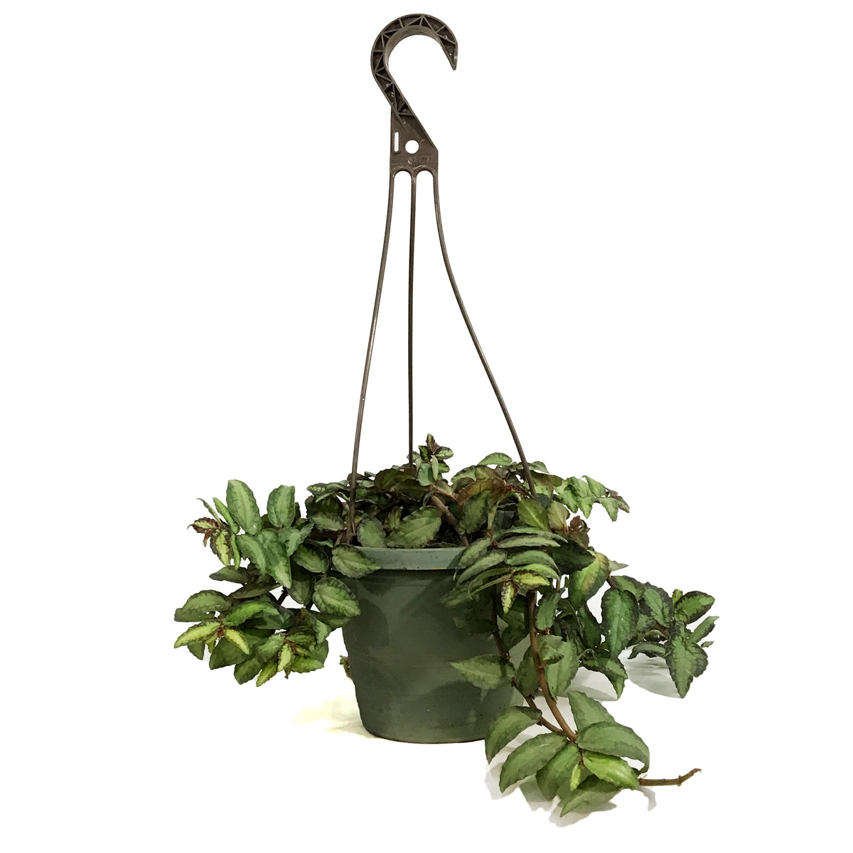 Pellionia, 6.5in Hanging Basket, Trailing Watermel