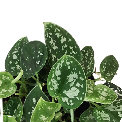 Scindapsus, 7.5in HB, Exotica