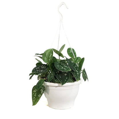 Scindapsus, 7.5in HB, Exotica