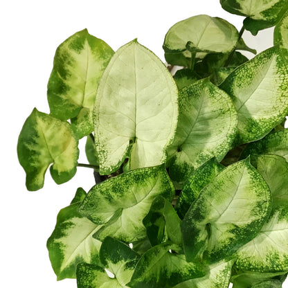 Syngonium, 4in, Pixie