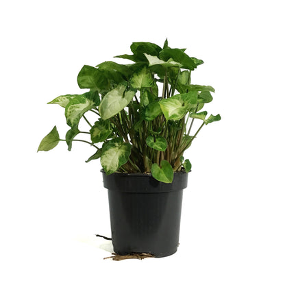 Syngonium, 4in, Pixie