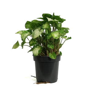 Syngonium, 4in, Pixie