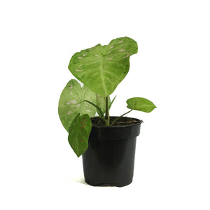 Caladium, 4in, Raspberry Moon