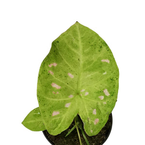 Caladium, 4in, Raspberry Moon