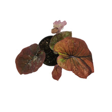 Load image into Gallery viewer, Caladium, 4in, Burning Heart
