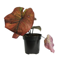 Load image into Gallery viewer, Caladium, 4in, Burning Heart
