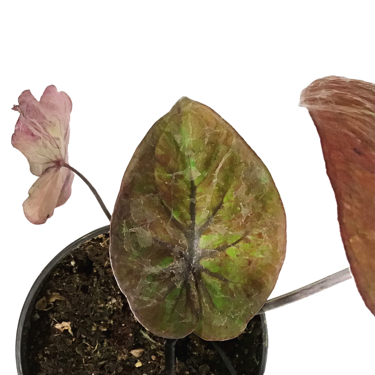 Caladium, 4in, Burning Heart