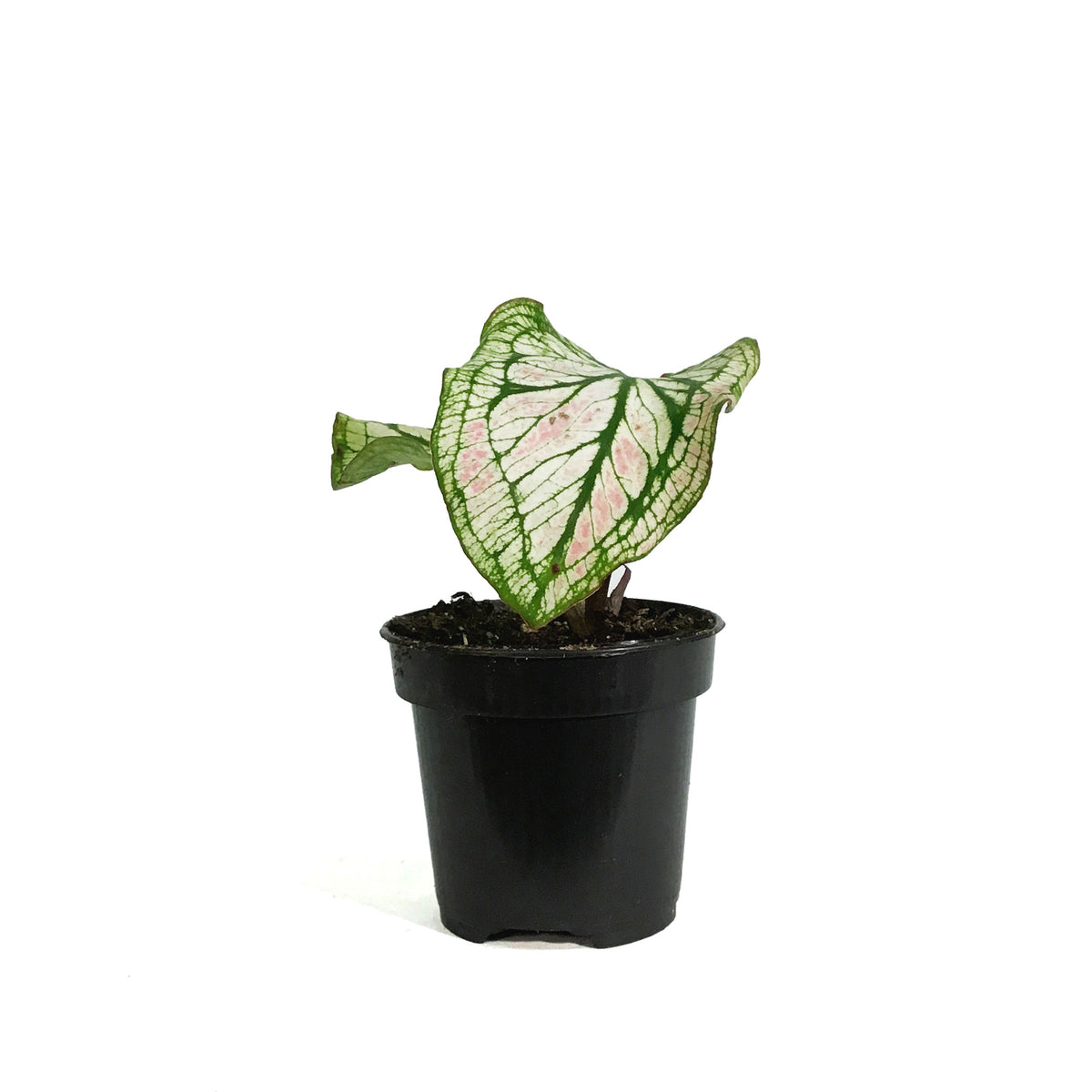Caladium, 4in, Splash of Wine