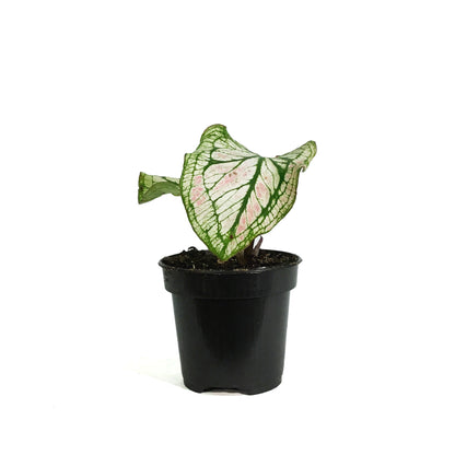 Caladium, 4in, Splash of Wine