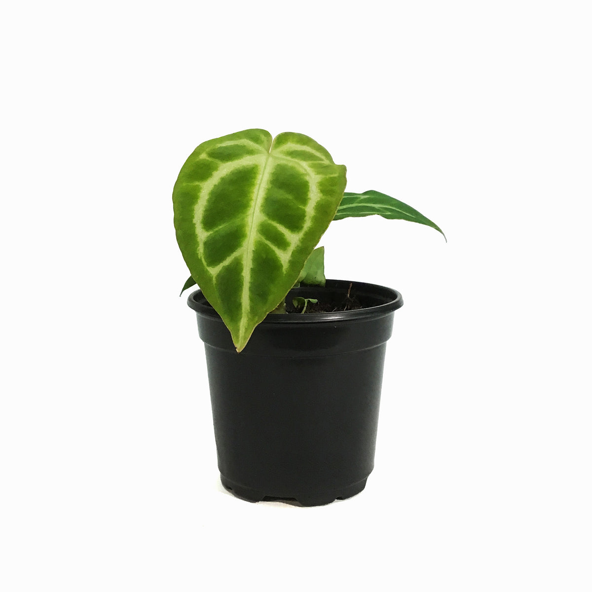 Anthurium, 4in, Crystallinum