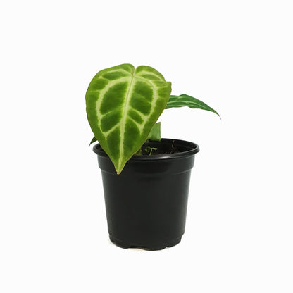 Anthurium, 4in, Crystallinum