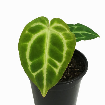 Anthurium, 4in, Crystallinum