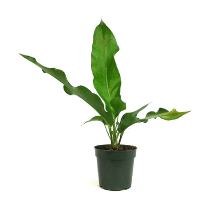 Anthurium, 4in, Jenmanii