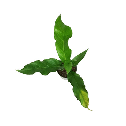 Anthurium, 4in, Jenmanii