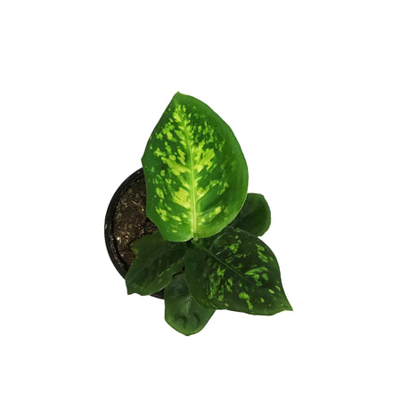 Dieffenbachia, 4in, Reflector