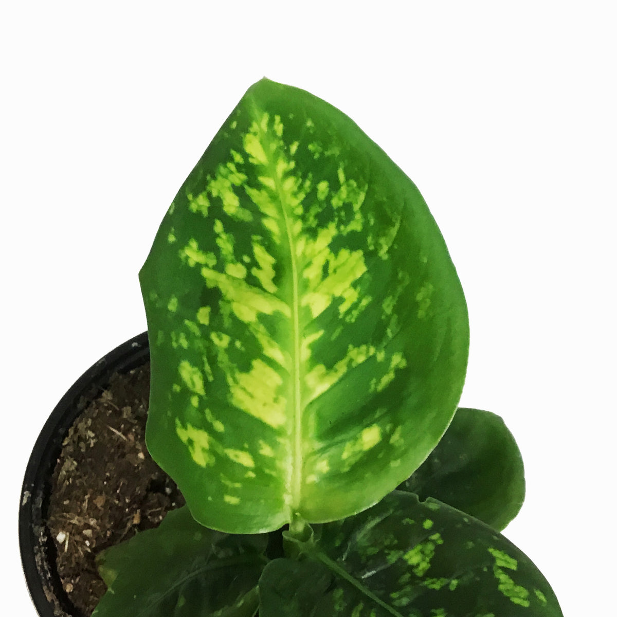 Dieffenbachia, 4in, Reflector