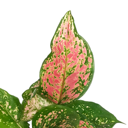 Aglaonema, 6in, Pink Valentine